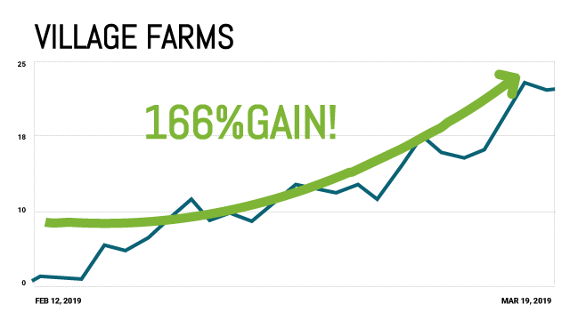 Village Farms Chart