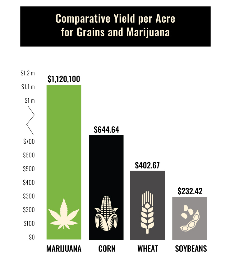 Marijuana VS. Wheat Chart